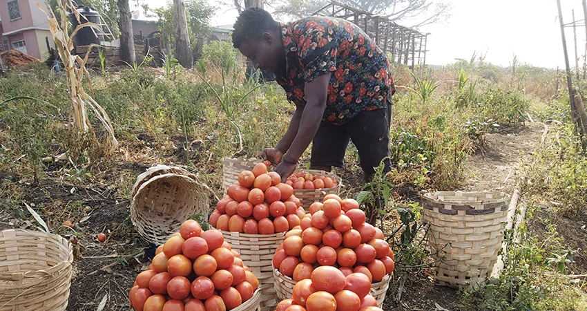 Récolte de tomates sur une exploitation équipée par JOGOO