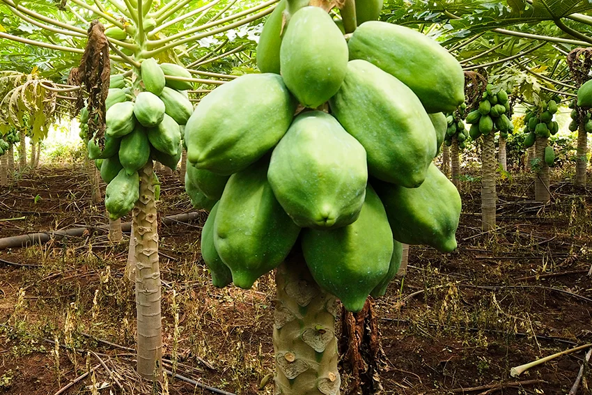 Papayes sur l'arbre dans un verger