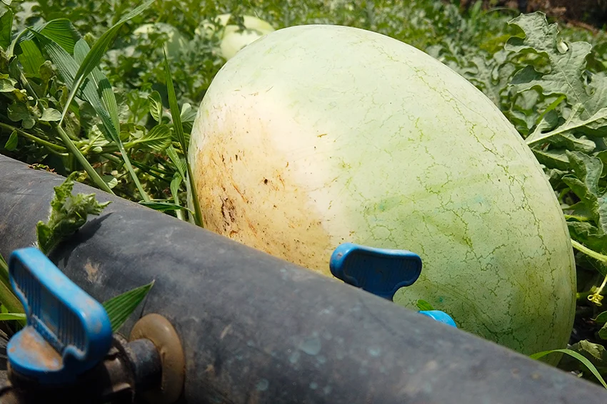 Pastèque mûre irriguée en goutte à goutte
