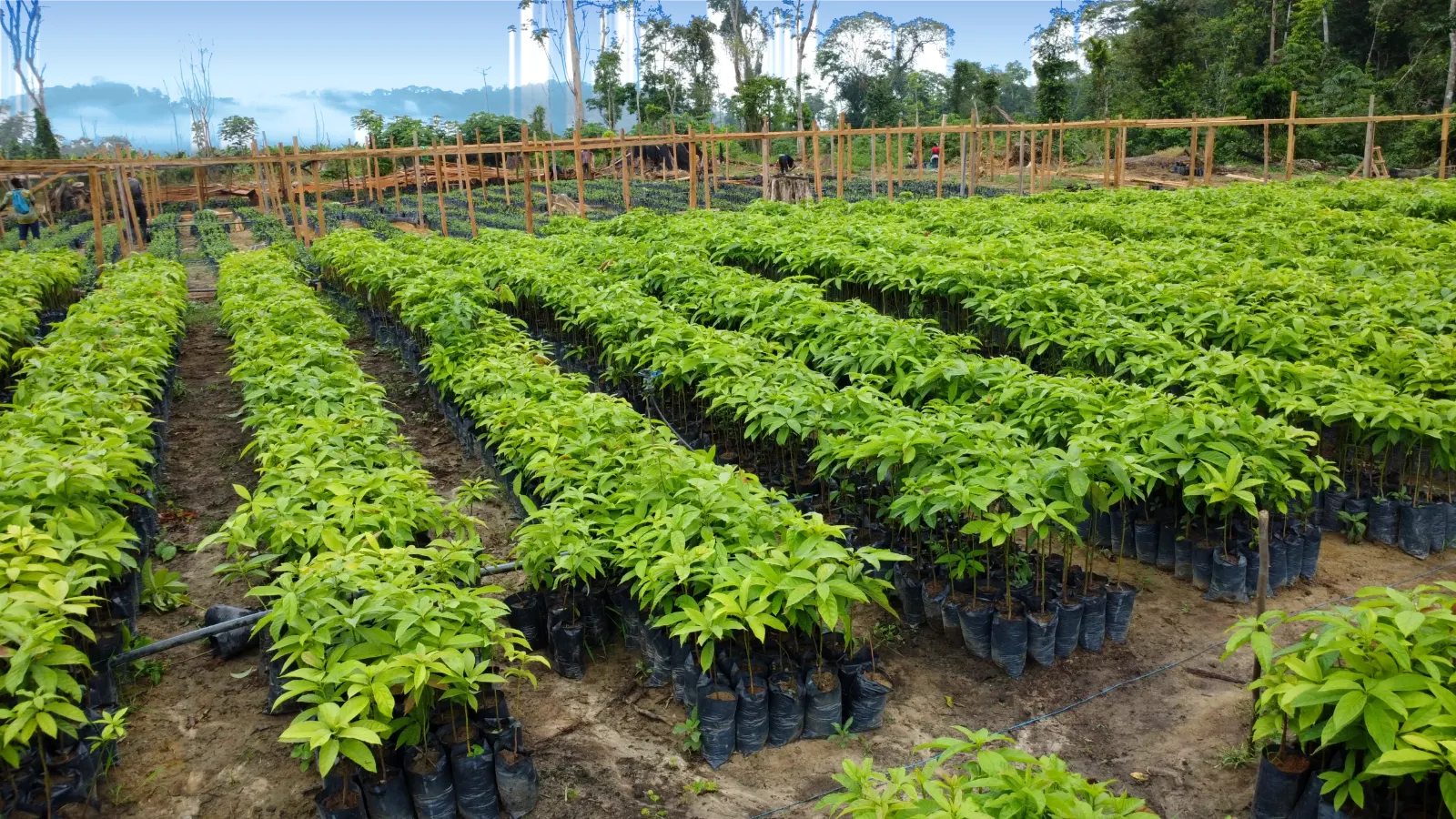 Jeunes plants en sachets dans une pépinière irriguée