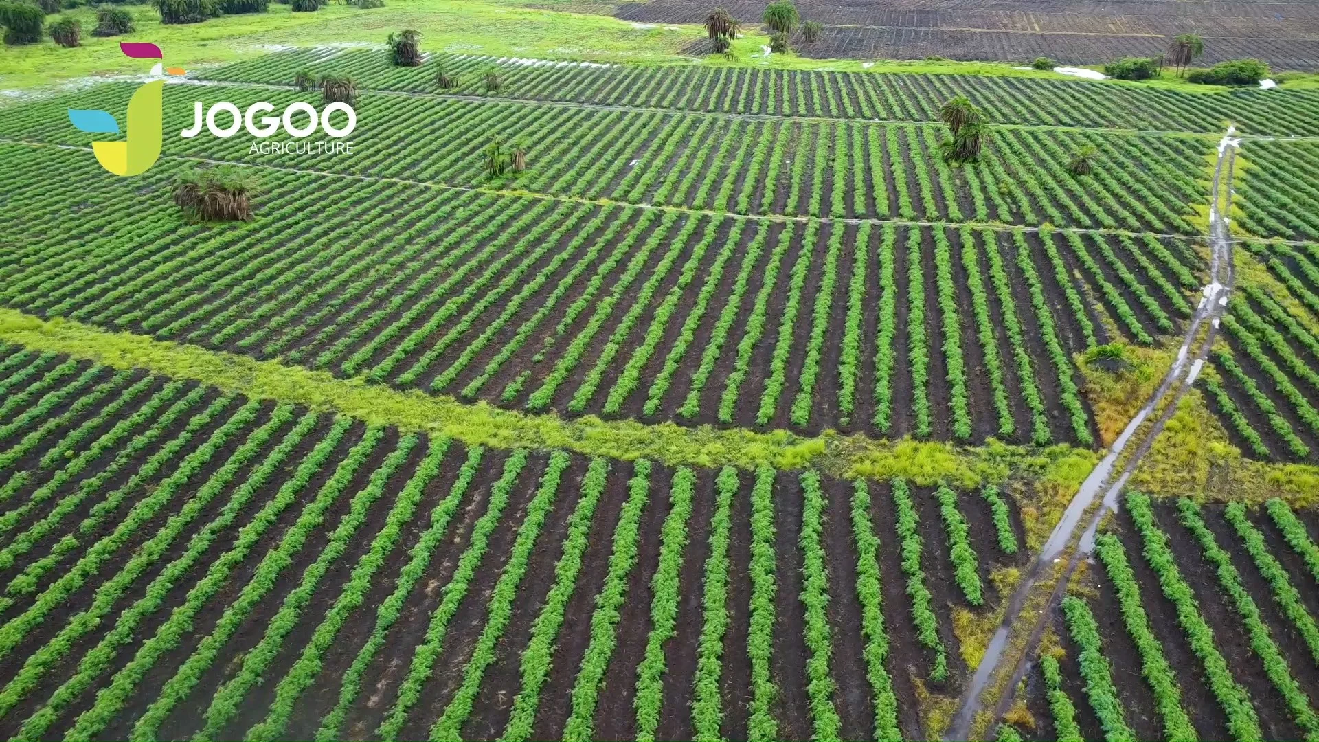 Cultures maraîchères en lignes vues par drone sur un projet JOGOO