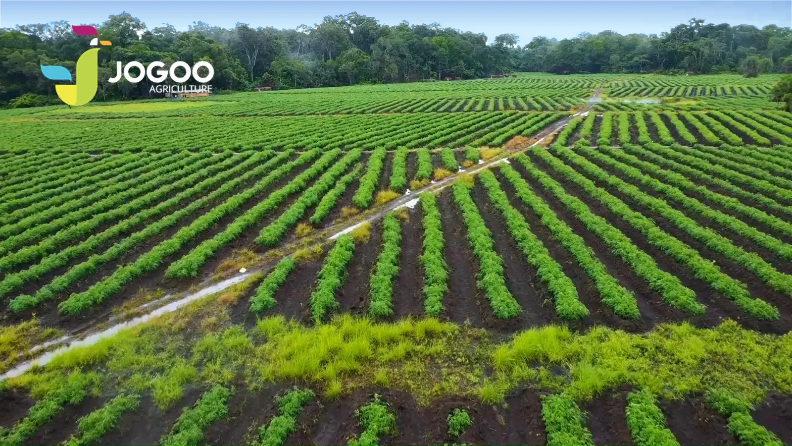 Rangs de cultures irriguées vus du ciel, JOGOO Agriculture