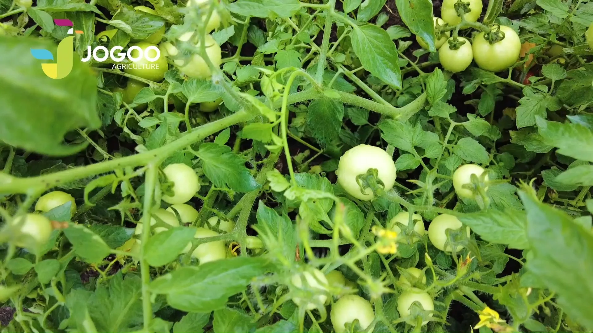 Tomates en formation sur plant sain, culture suivie par JOGOO