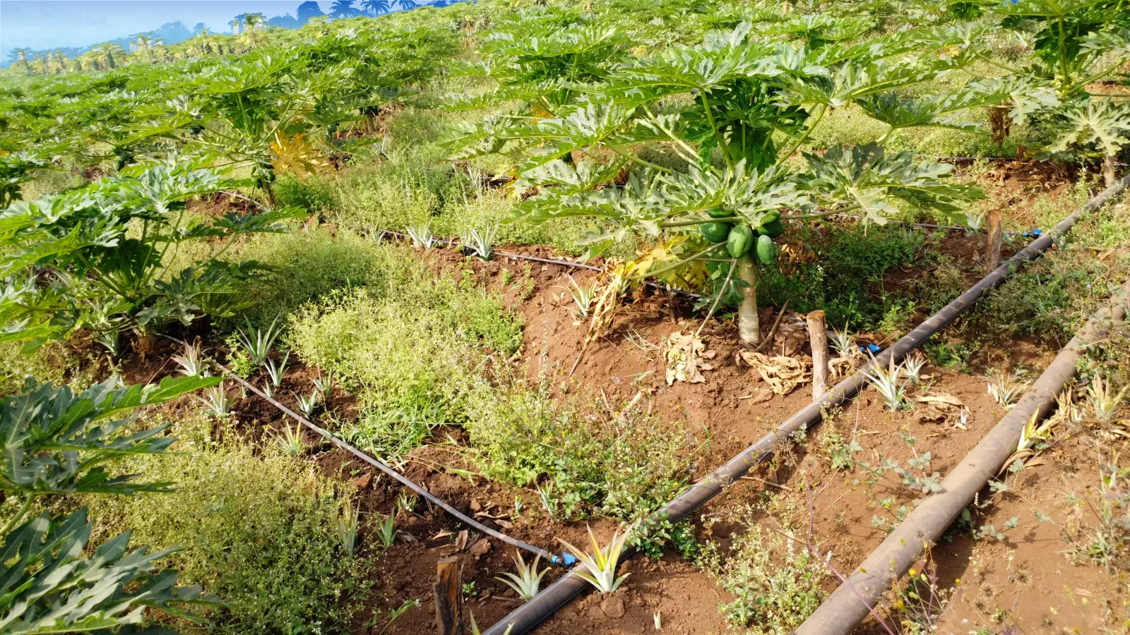 Papayers irrigués par une ligne de goutte-à-goutte