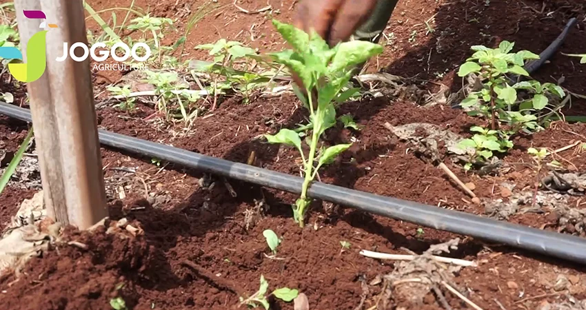 Goutteur au pied d'un jeune plant sur une parcelle JOGOO