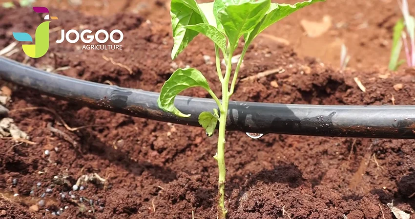 Jeune plant de maïs au-dessus d'une ligne de goutte à goutte
